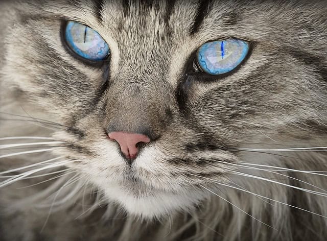 Guía para la adopción de mascotas: consejos y trámites Guía para la adopción de mascotas: consejos y trámites